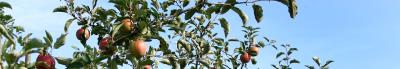 Takken van een appelboom met blauwe lucht op de achtergrond