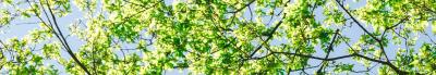 Groene takken van een boom met blauwe lucht op de achtergrond