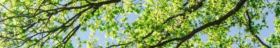 Groene takken van een boom met blauwe lucht op de achtergrond